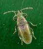 Oxycarenus hyalinipennis